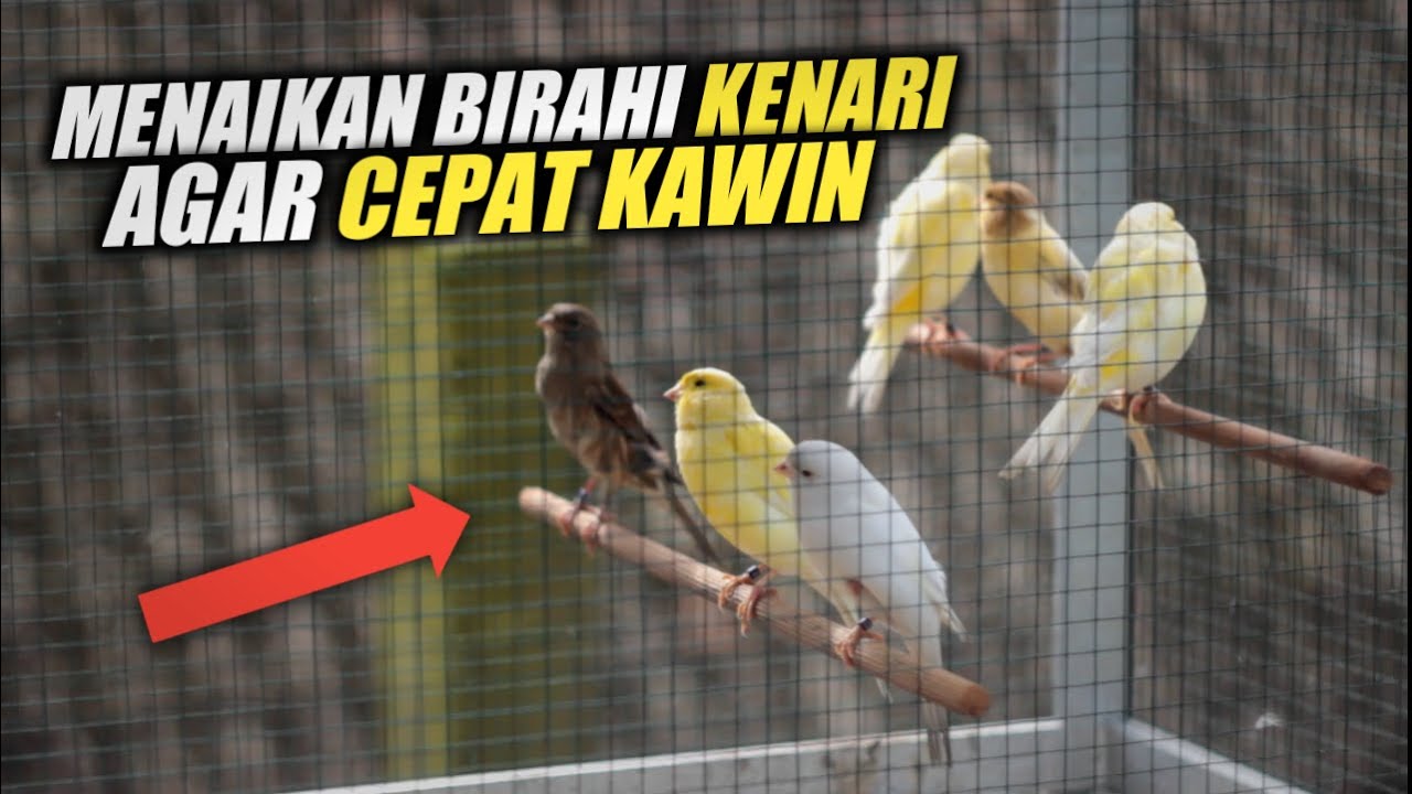 TIPS TERNAK KENARI | 4 Cara Menaikan Birahi Kenari Betina dan Jantan