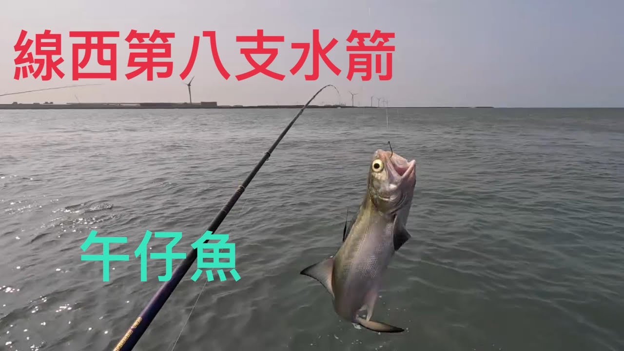 線西第八支-01 午仔魚再度現身 水溫一高白蝦狂咬