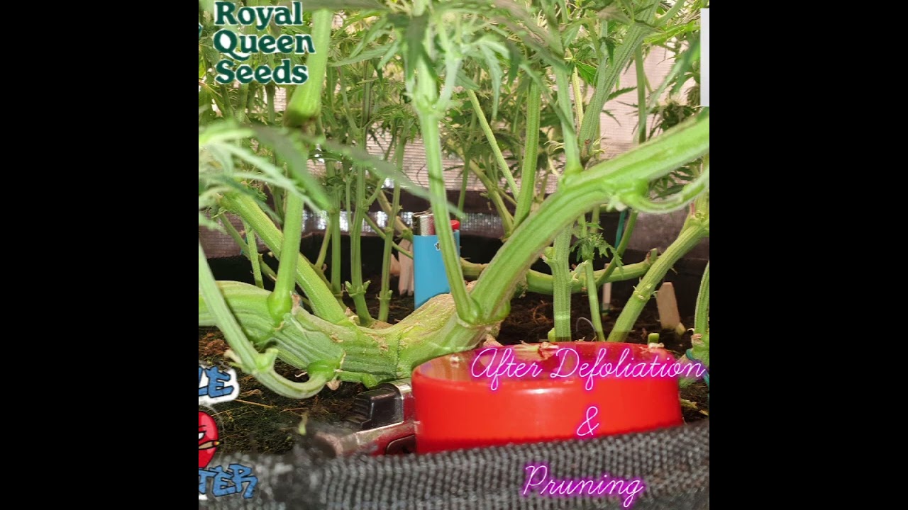 Apple Fritter Auto Grow &ndash; 211g from 1 Plant | Royal Queen Seeds