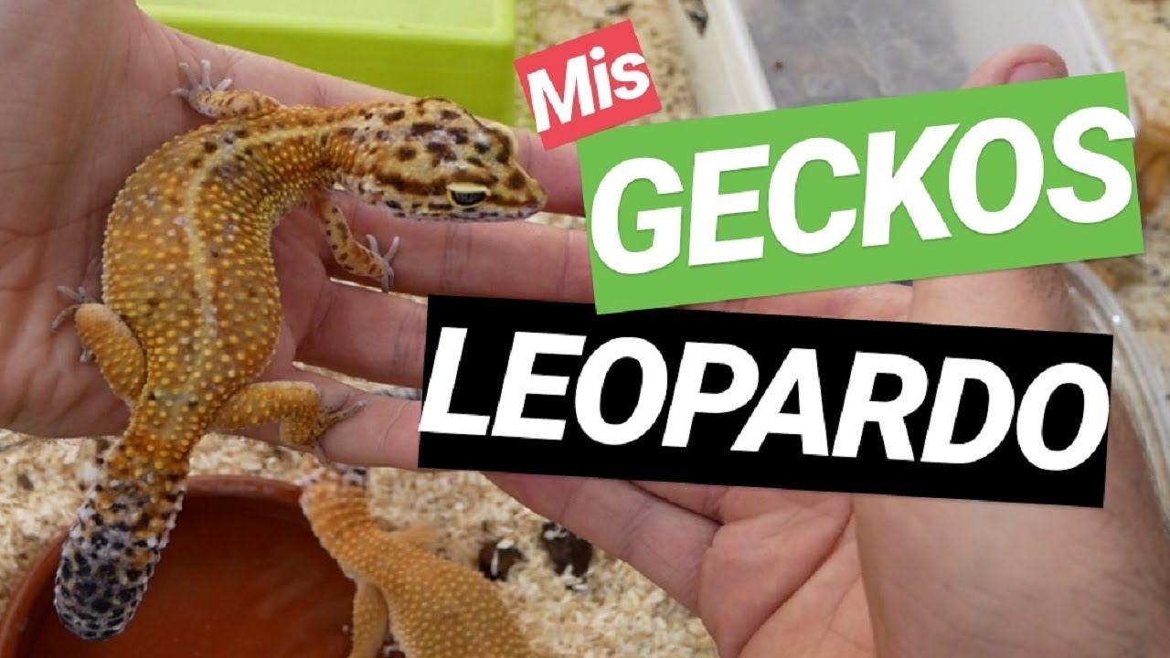 GECKOS LEOPARDO 🦎 Eublepharis macularius