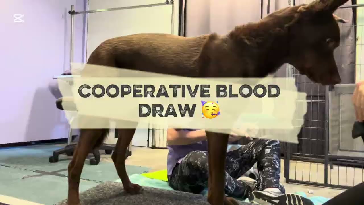 Cooperative Blood Draw with Anxious Dog 