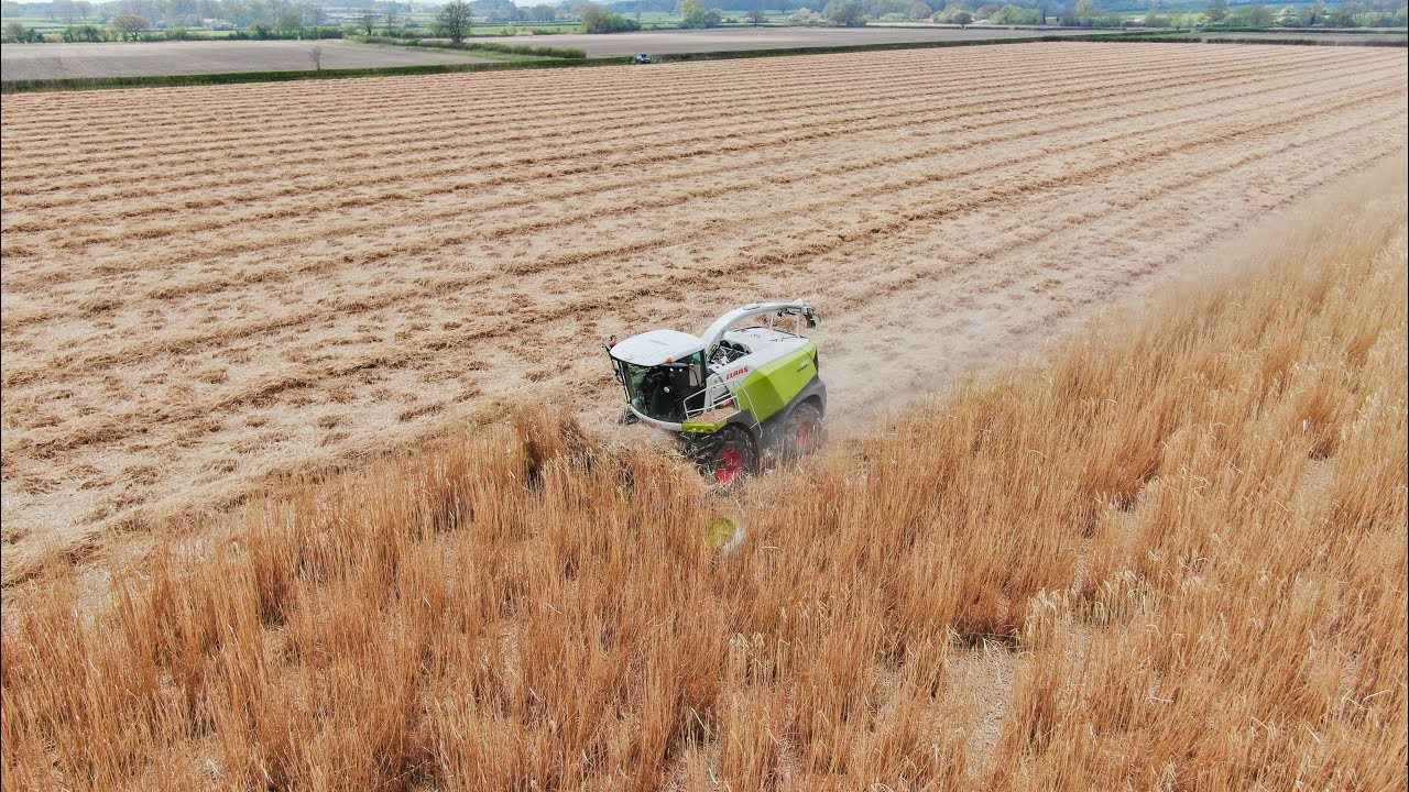 Ashton farms Ltd chopping myscanthus.