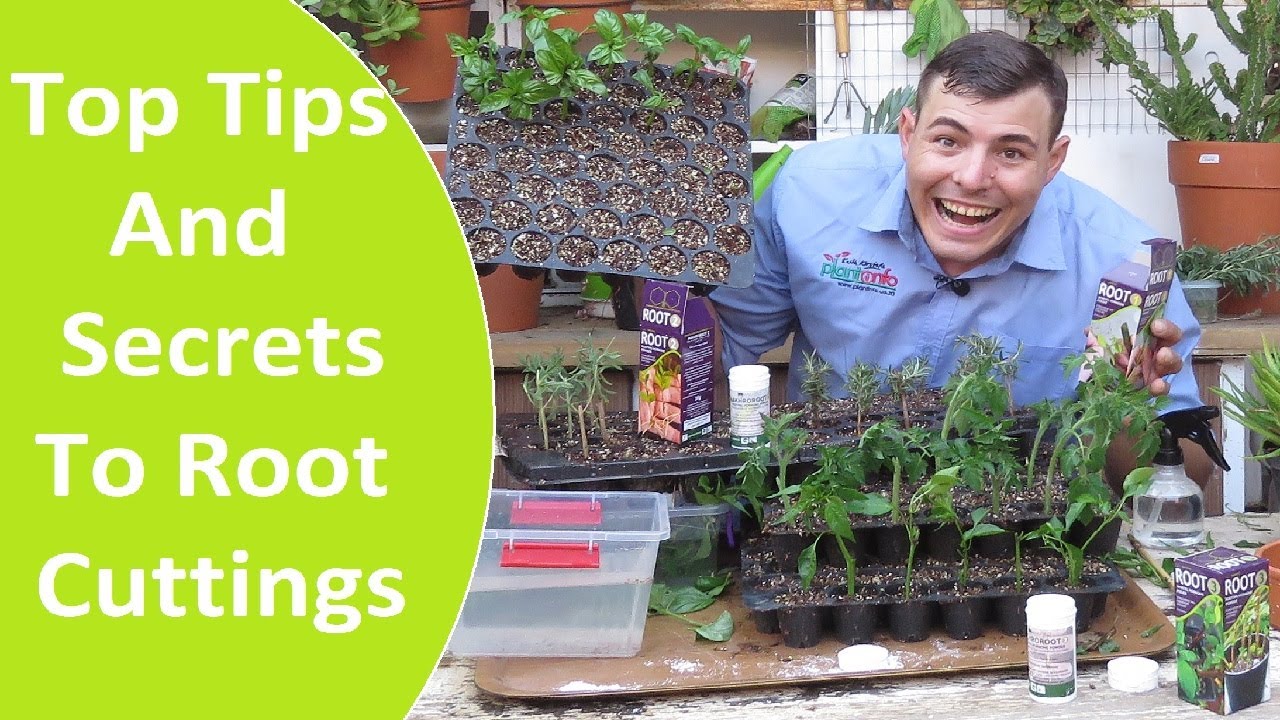 HOW TO MAKE CUTTINGS | TIPS AND SECRETS TO MAKE HERB AND VEGETABLE CUTTINGS ROOT.