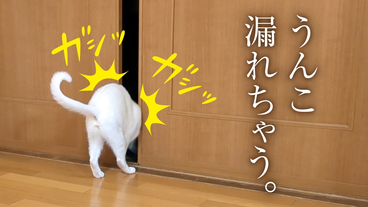 愛猫のために娘が買ってきたお土産が、センス良すぎた。