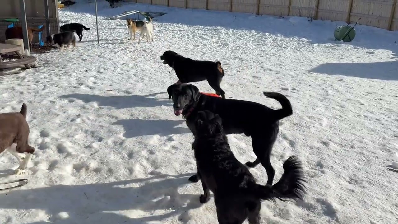 New Dog Friends 2/10/26