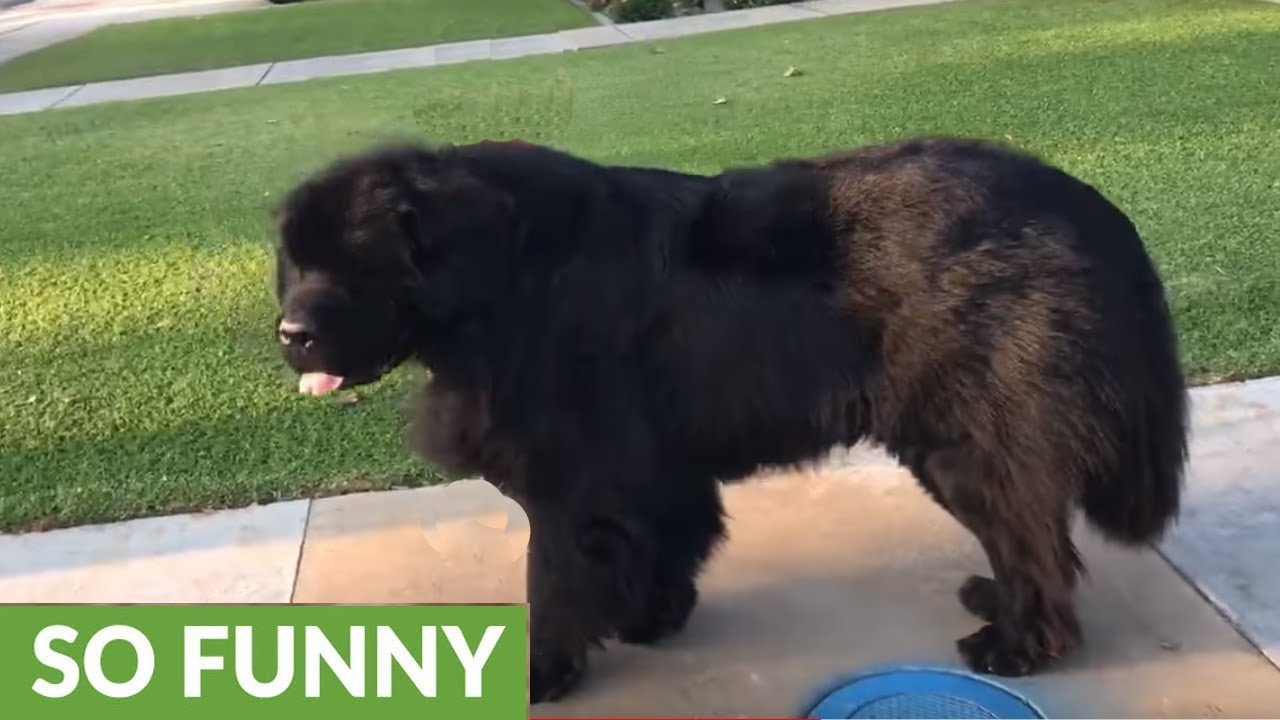 Toddler has no problem walking massive dog