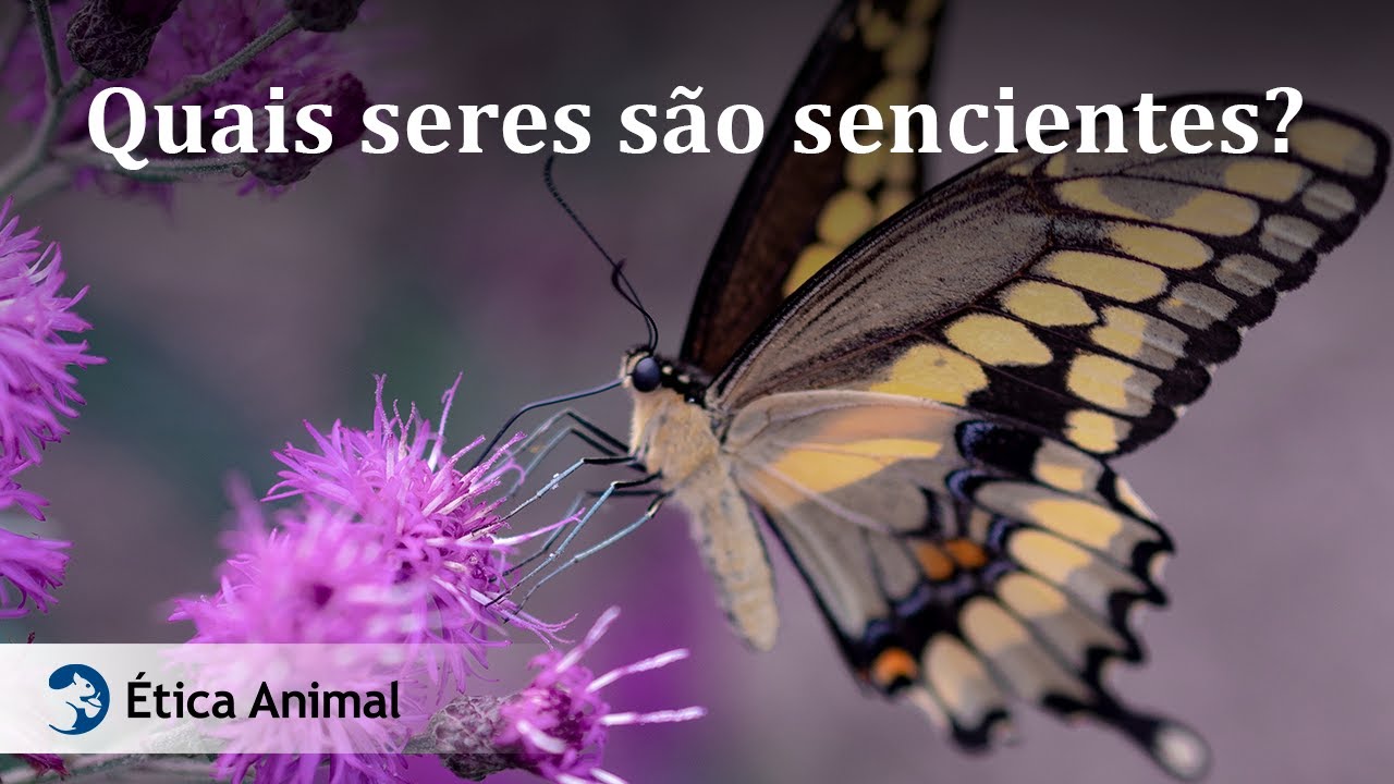 Quais seres s&atilde;o sencientes?