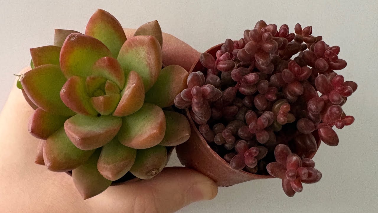 Çok güzel türler gelecek takipte kalın 💐05066598226