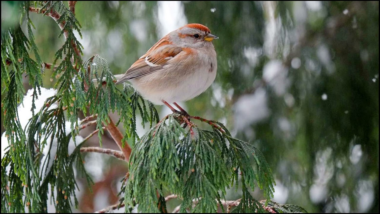 American Tree Sparrow Sounds