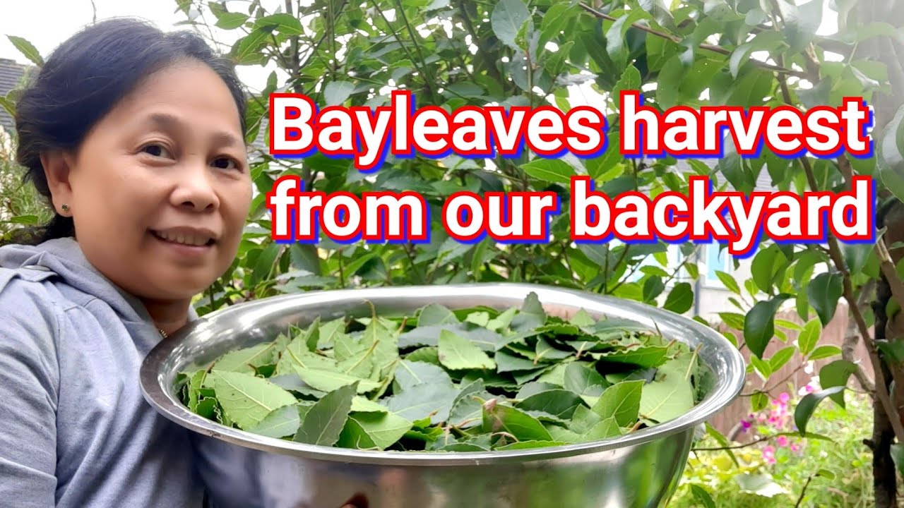 Harvesting Bay Leaves