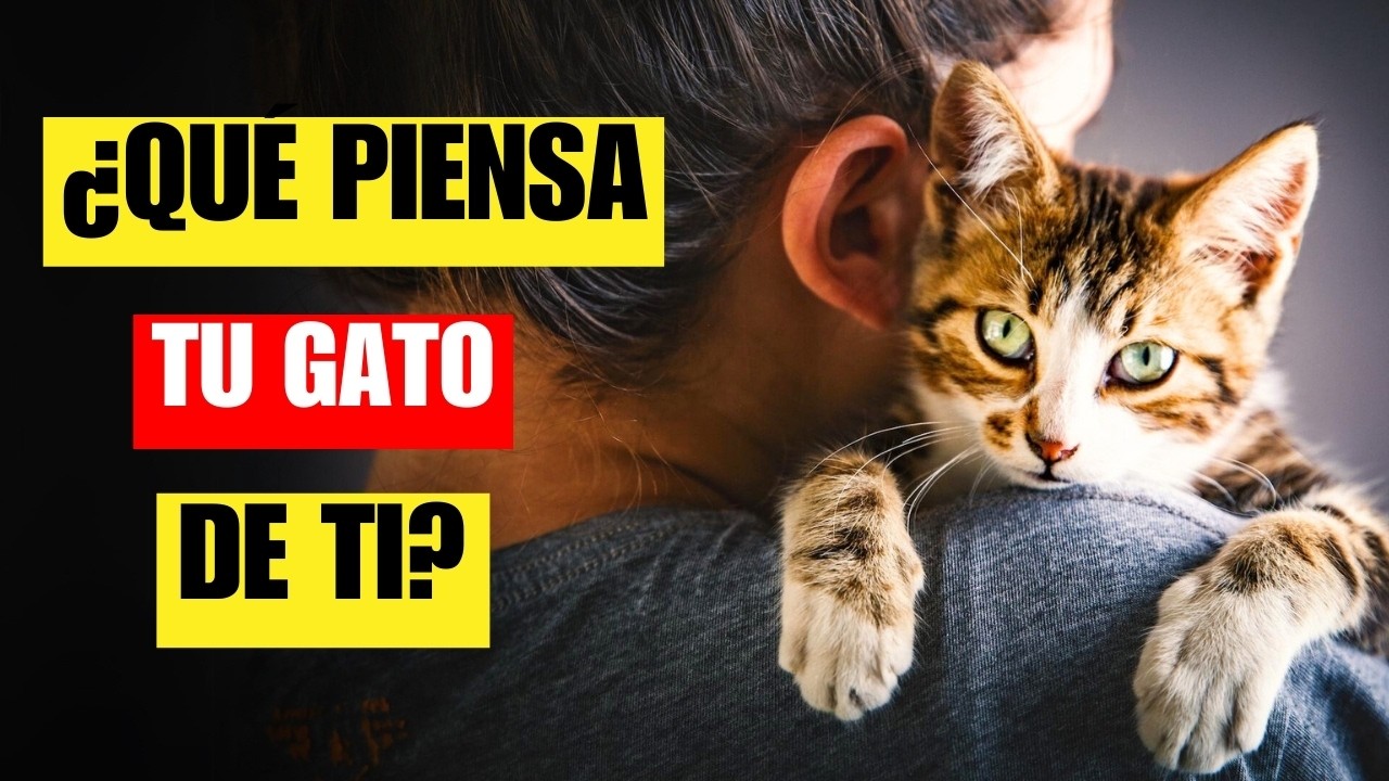 ¿Que piensan los gatos sobre los humanos? | ¿Piensan que somos gatos?