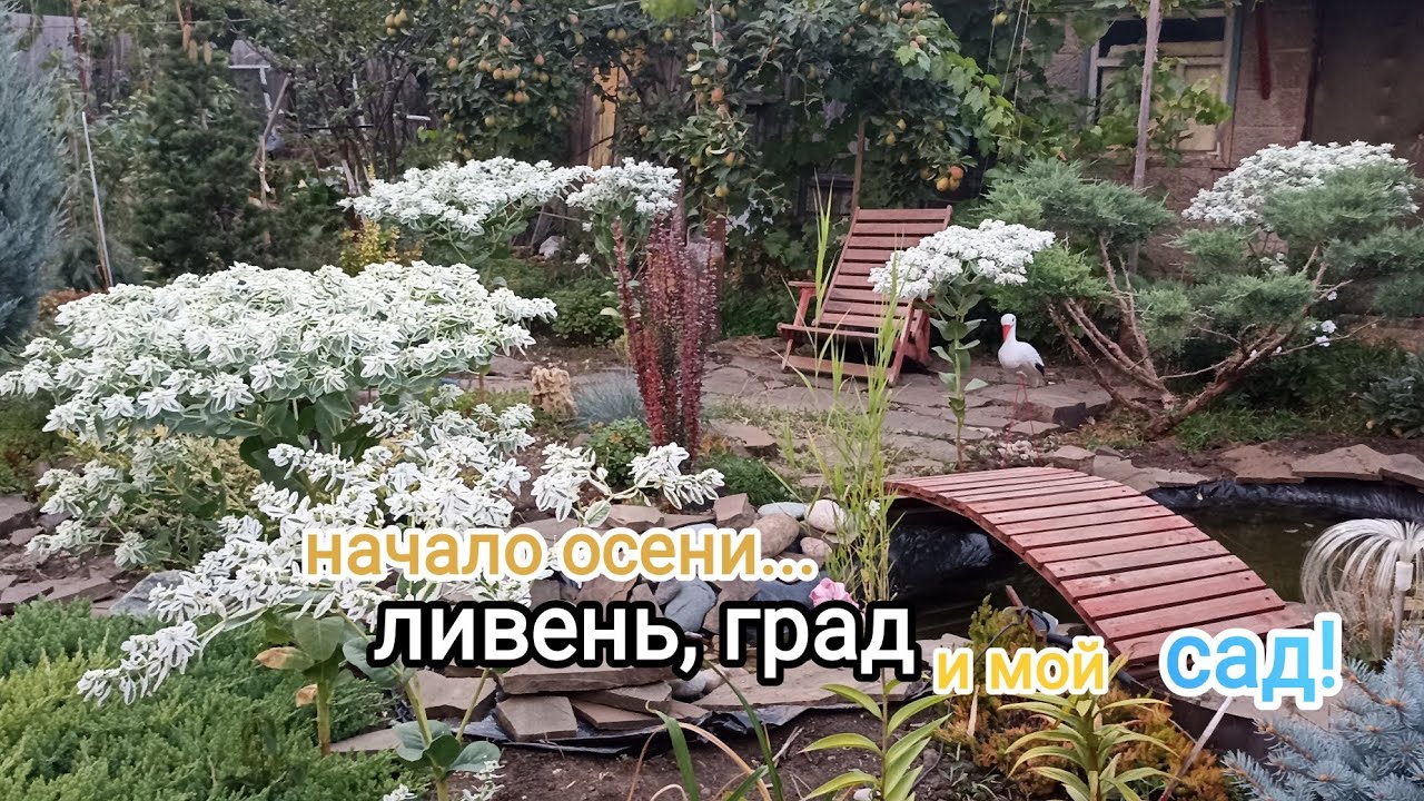 Мой ХВОЙНЫЙ сад, НОВИНКИ! Прогулка по саду! 