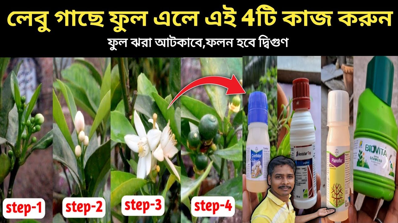 লেবু গাছে ফুল এলে এই 4টি কাজ করুন তাহলে ফুল ঝরা আটকাবে ফলন দ্বিগুণ হবে 