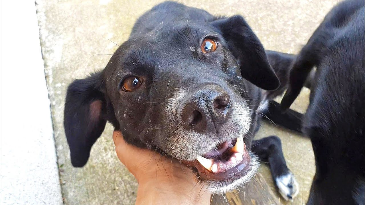 I went to rescue a dog but got an Angel instead | Howl Of A Dog