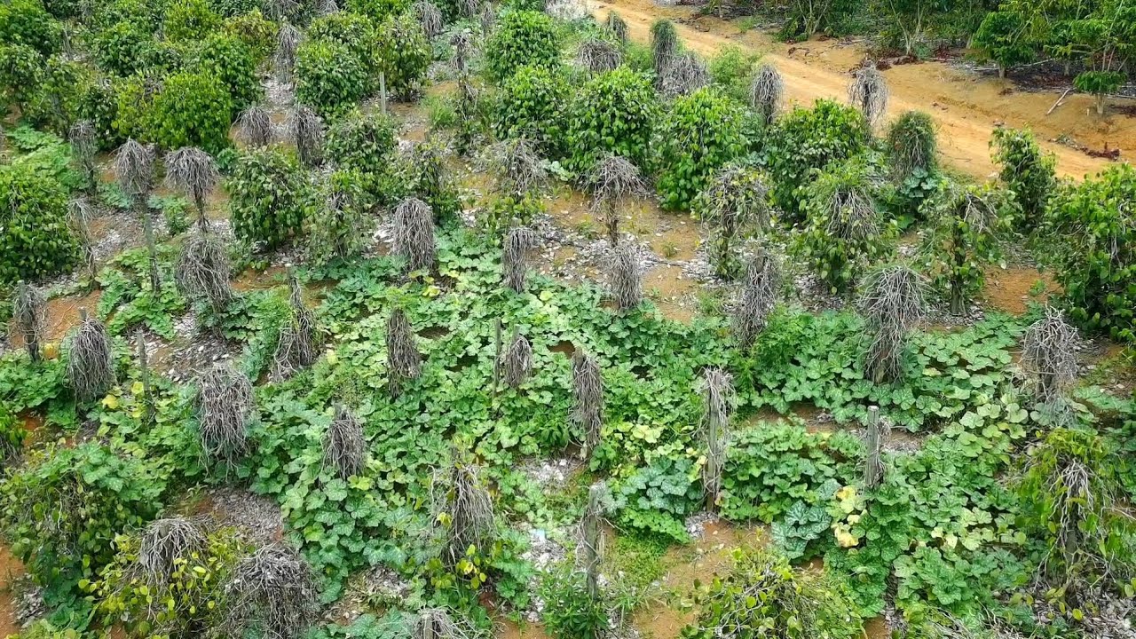 Meus pés de abóbora estão assim, imagens de drone 