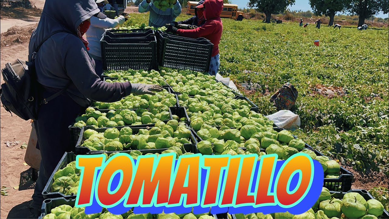 CORTANDO TOMATILLO AGRICULTURA DEL SUR DE SONORA