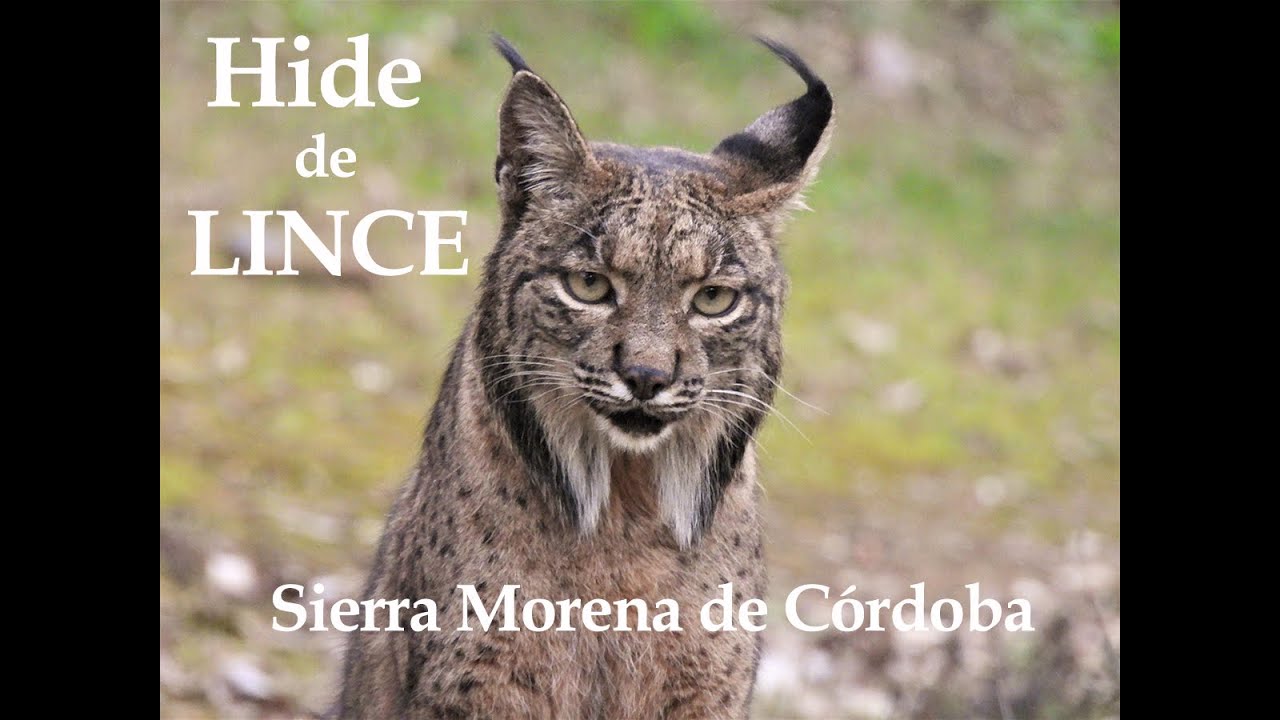 Hide de Lince 4K