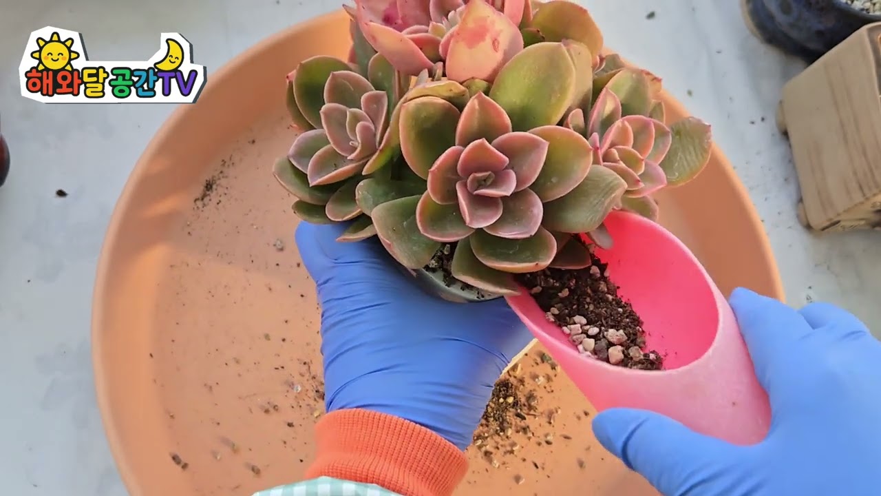 언박싱과 식재해유🌹🐰🩵🌵🩷🐦🍀👌💚❤️ 