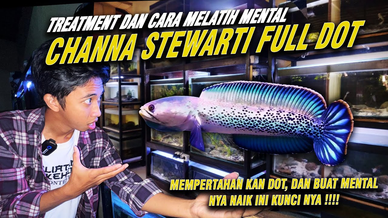 CARA MENAIKAN MENTAL CHANNA STEWARTI, TREATEMN STEWARTI FULL DOT 100% BERHASIL!!!