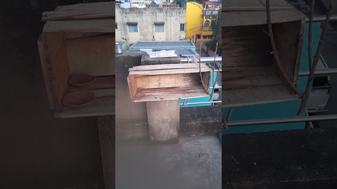 New shelter home for birds in winter# handmade wood shelter for our mithu