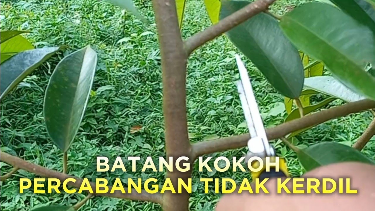 “Rahasia Pruning Durian Biar Cepat Besar dan Cabang Rapi”
