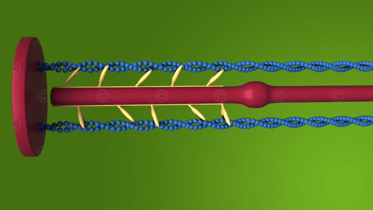 3D Animation Muskelkontraktion + Anatomie Muskeln