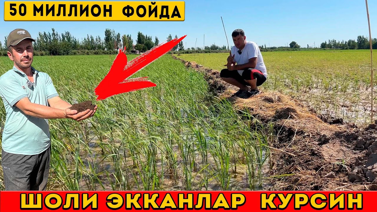 ШОЛИКОР  ДЕХКОНЛАР  УЧУН  ЗУР  ЯНГИЛИК !  50 МИЛЛИОН  ФОЙДА !