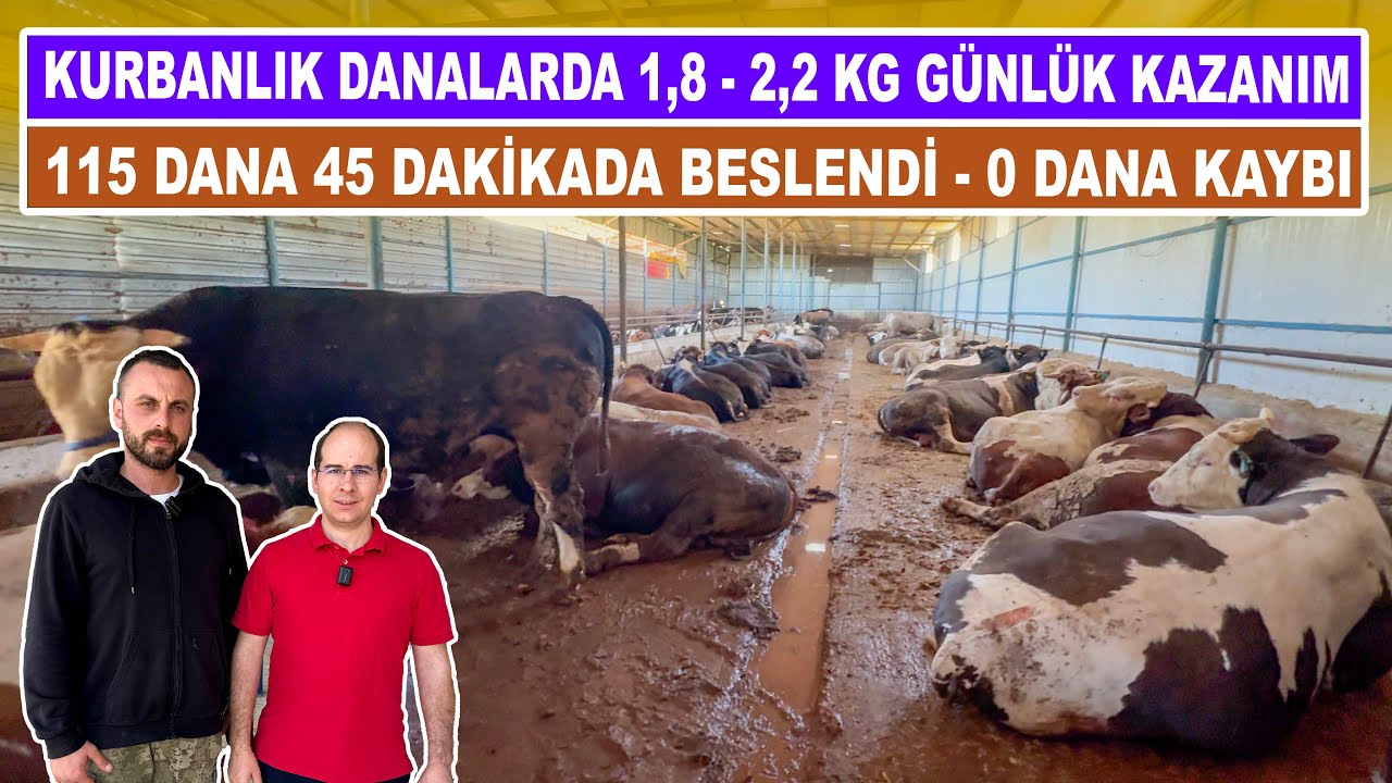 Kurbanlık Danalarda 1,8-2,2 Kg Günlük Kazanım | 115 Dana 45 Dakikada Beslendi - 0 Dana Kaybı