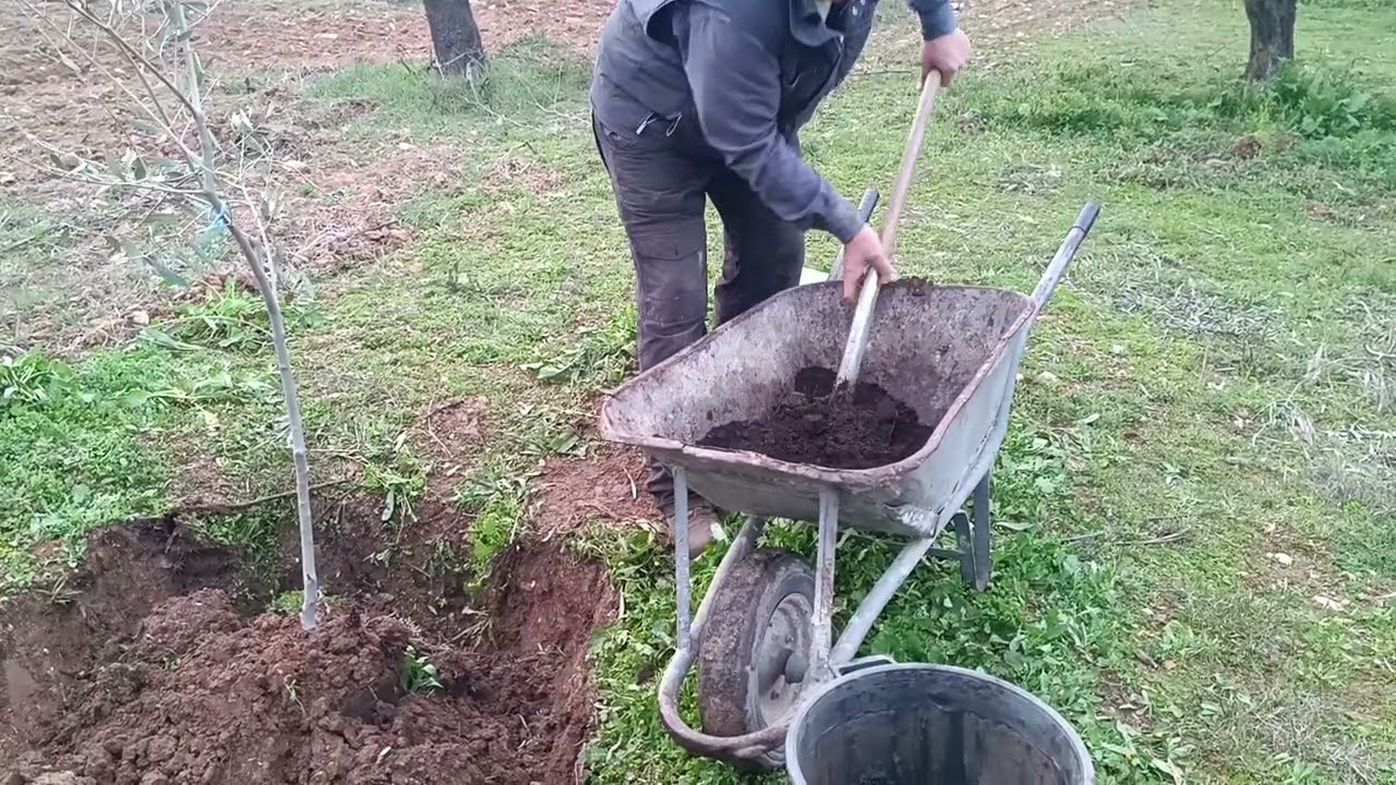 Ιδανική φύτευση ελαιοδένδρων σέ ξηρική καλλιέργεια.