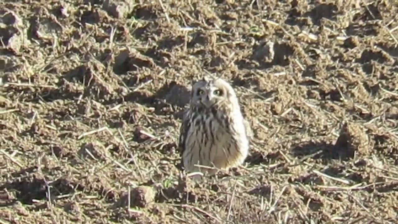 Búho campestre (Asio flammeus) 09/01/2026 @elanio1972 