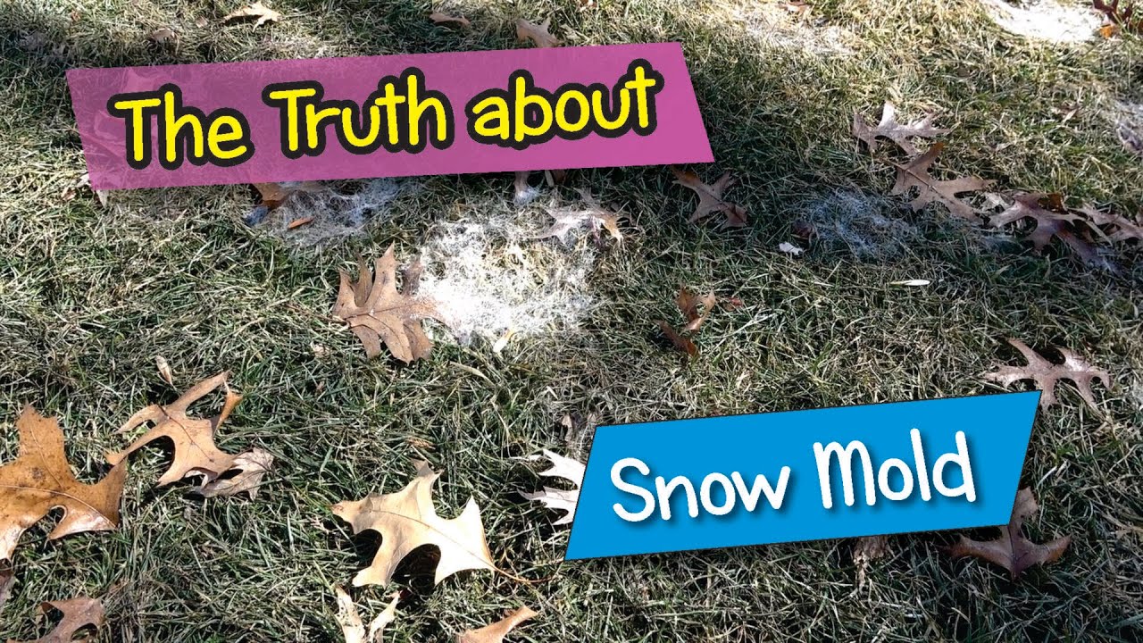 Snow Mold Fungicide Round 1: 50∘F Soil Temp Trigger & Why the "Temporary Damage" Myth is WRONG