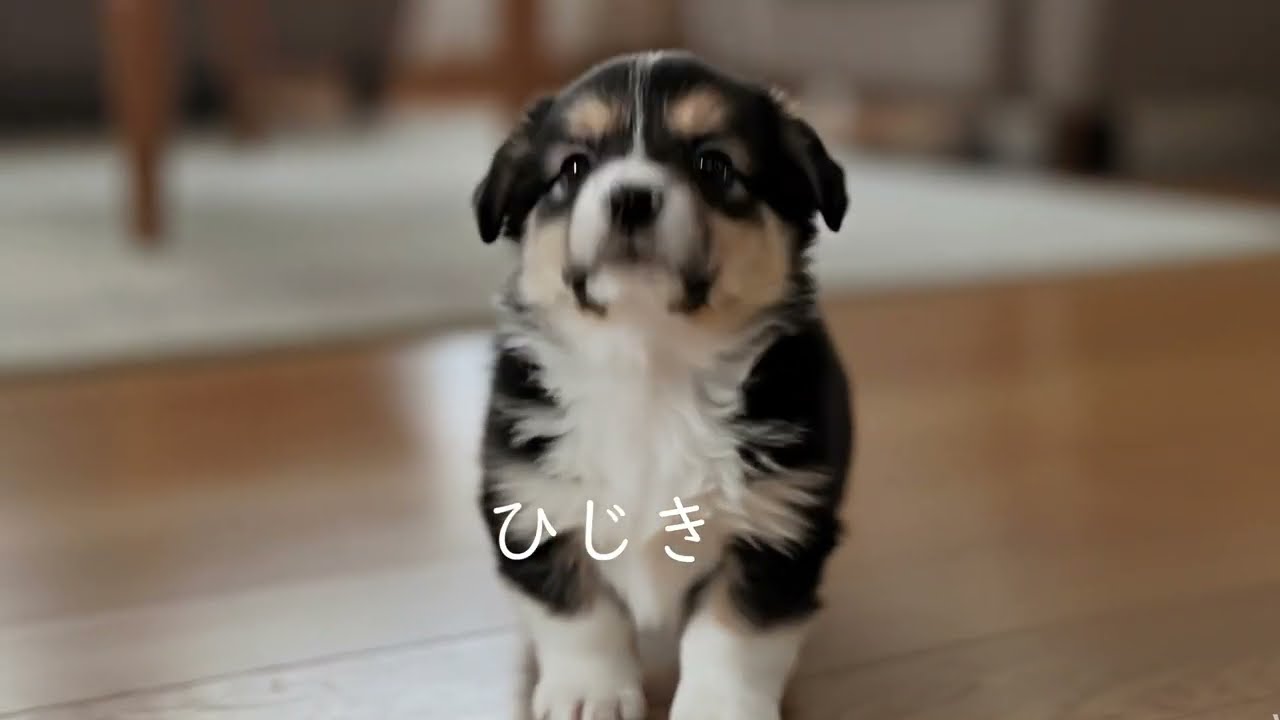 ありがとう。小さな命が教えてくれたこと｜コーギー「ひじき」の生涯 #コーギー  #虹の足跡 #ペットロス  #犬のいる暮らし  #犬との思い出  #愛犬との別れ  #corgi