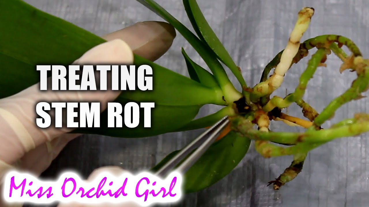Treating possible stem rot on Phalaenopsis Orchid