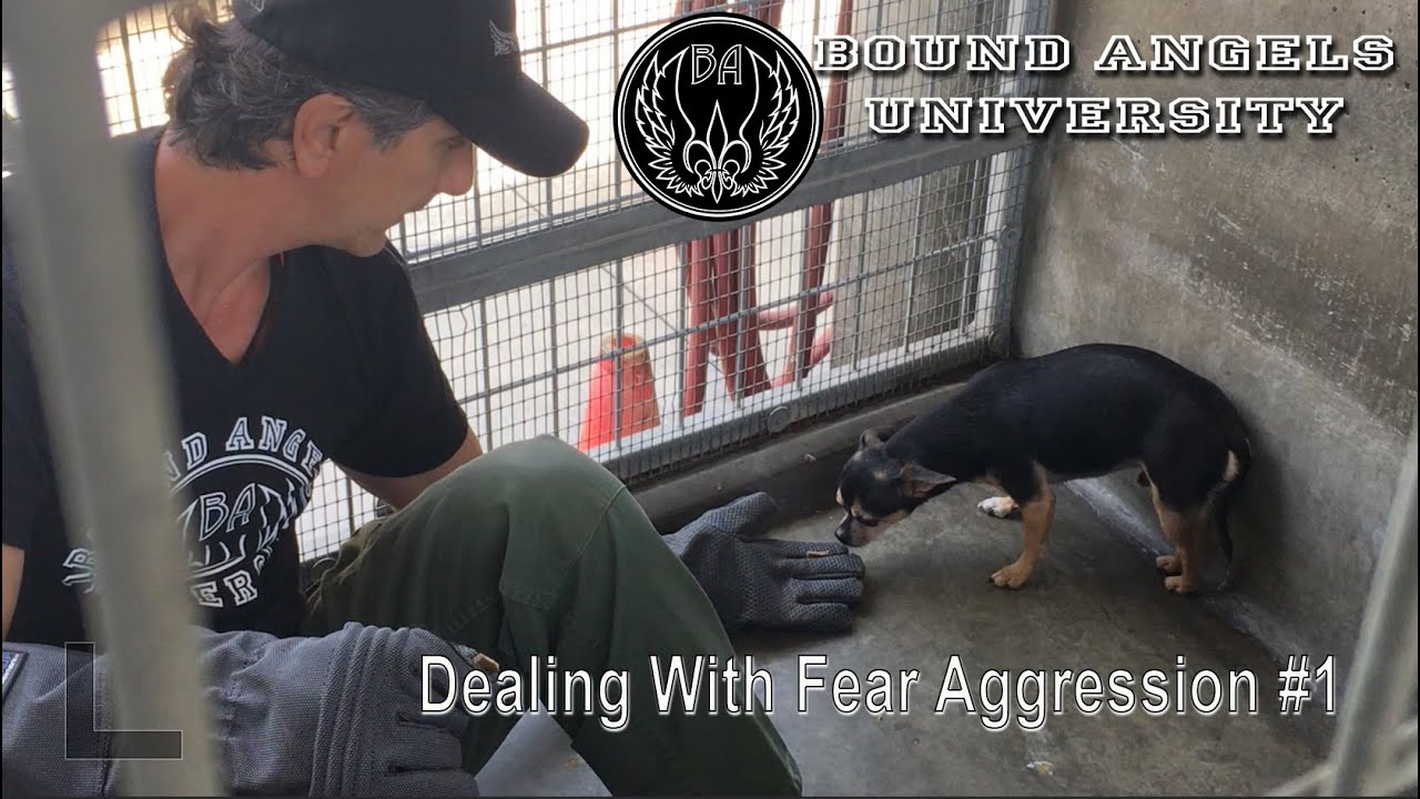 Dealing with Fear Aggression part 1 -Bound Angels University
