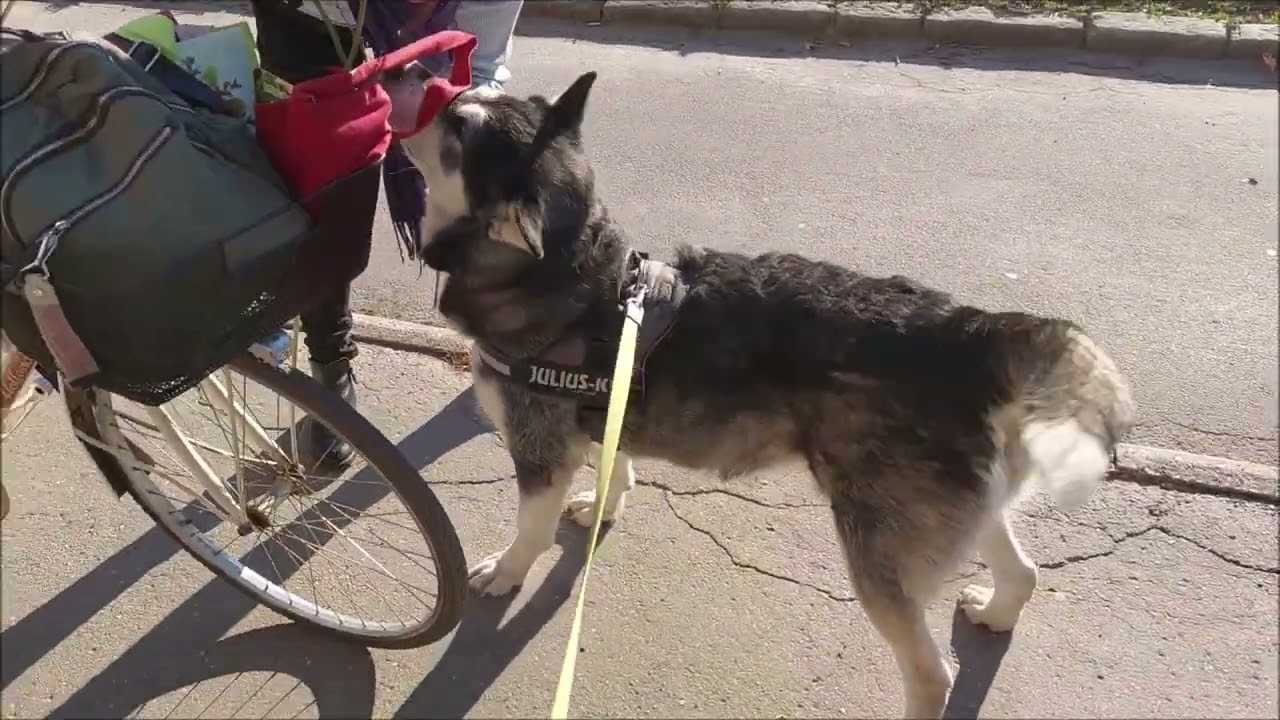 Alaskan Malamute is talking and blocking mum's bike