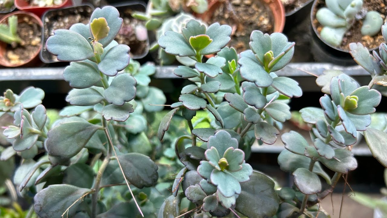 Save This Neglected Kalanchoe Lavendar Scallops Succulent with Propagation // Angels Grove Gardening