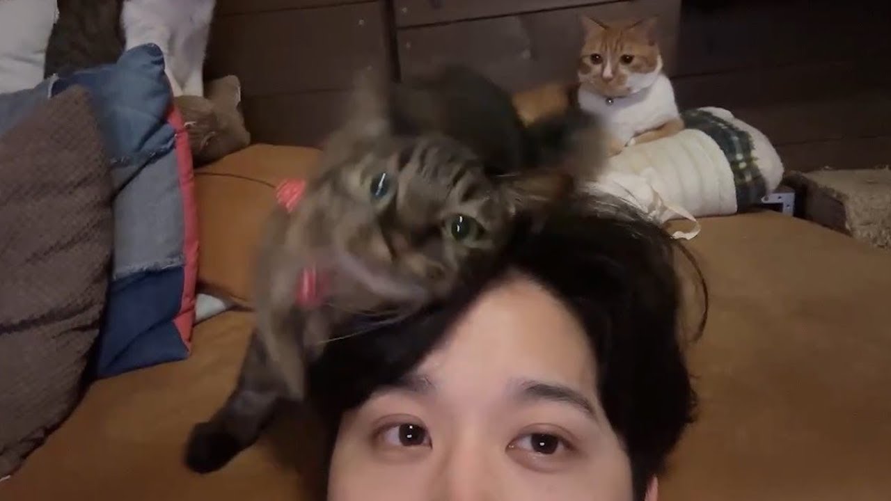 引き寄せの法則を使って猫を保護した嘘みたいな話