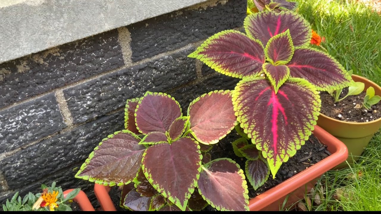 Coleus Update #4