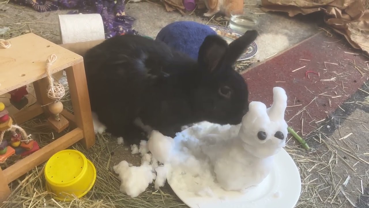 Bunny destroys snow bunny