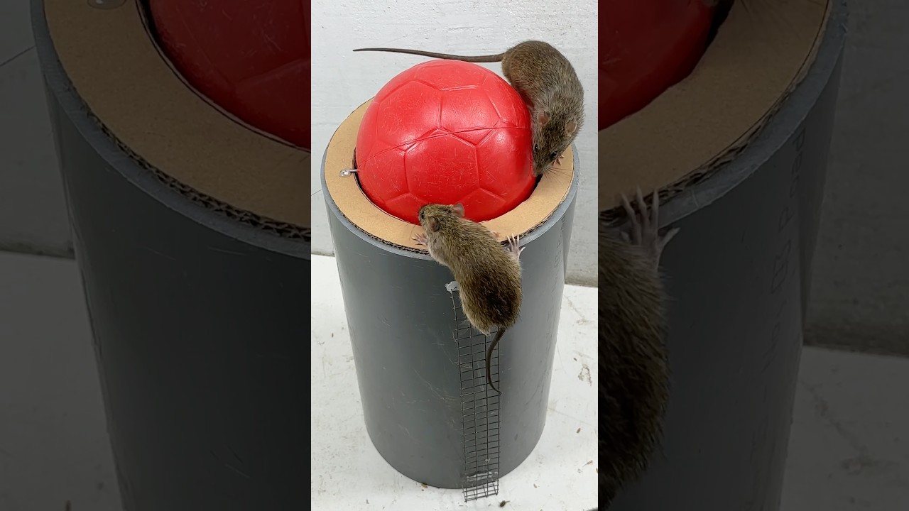 Dicas para capturar ratos em casa // ratoeira fácil 