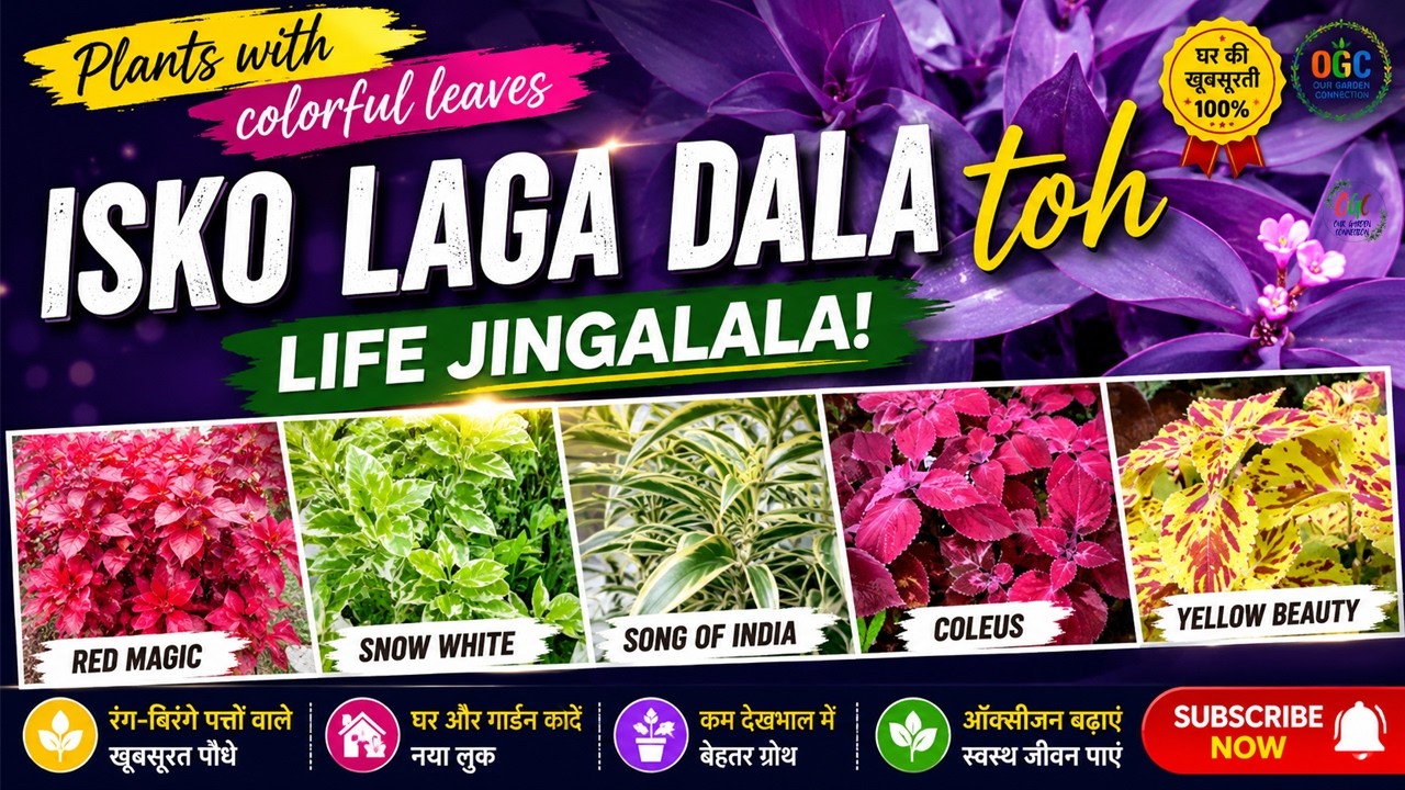इसको लगा डाला तो लाइफ जिंगालाला #colourfulplants #plants