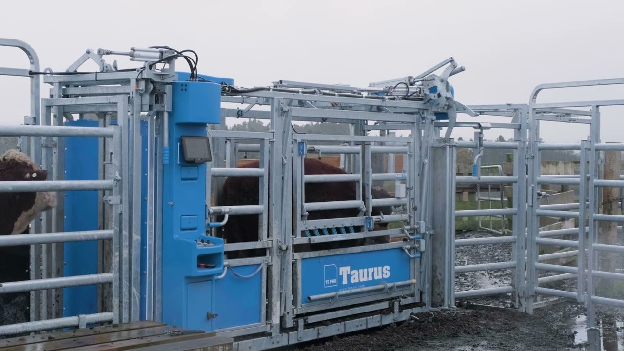 In Action | The Taurus Cattle Auto Drafter