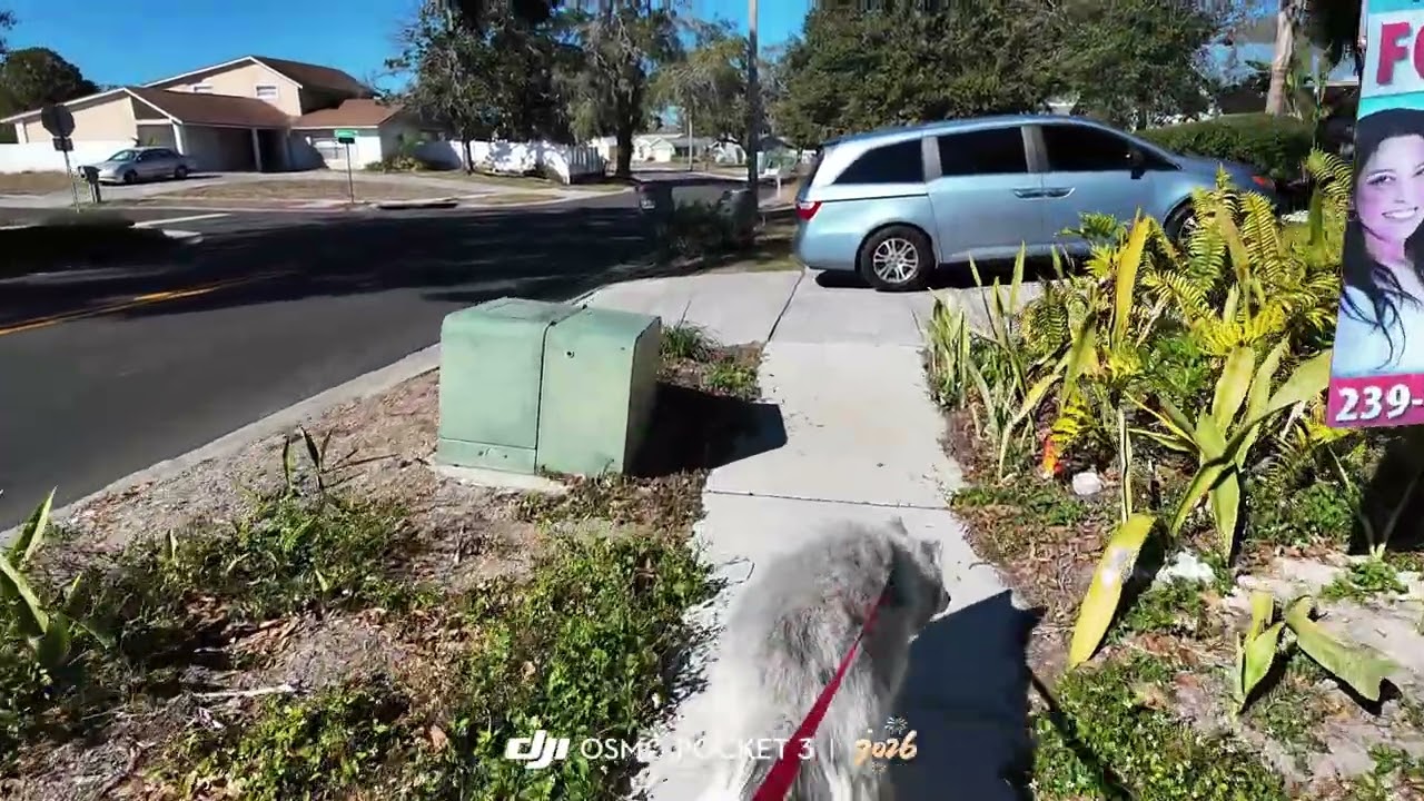 First Walk With Sam&hellip;Husky Walk & Talk