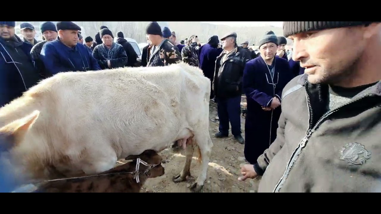 15 01 2025 самок мол бозоридан
