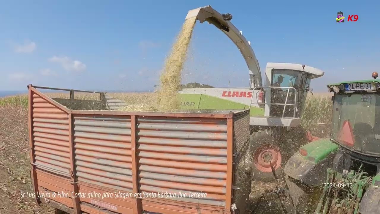 Cortar milho para Silagem (ensilar)-Santa Bárbara-Ilha Terceira (2024-09-12) Sr Luis Vieira & Filho