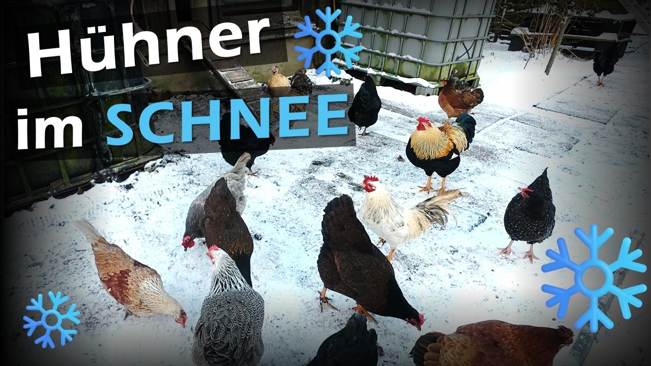 🥶 #Hühner im Winter unterstützen bei KÄLTE & SCHNEE ❄️134