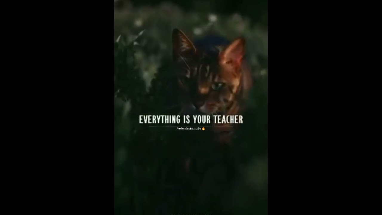 Cat attitude status || whatsapp attitude status #attitude #attitudestatus