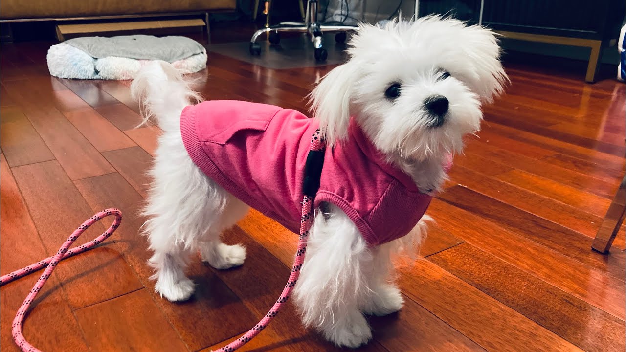 Single Dog Parent | Life with A Pandemic Puppy