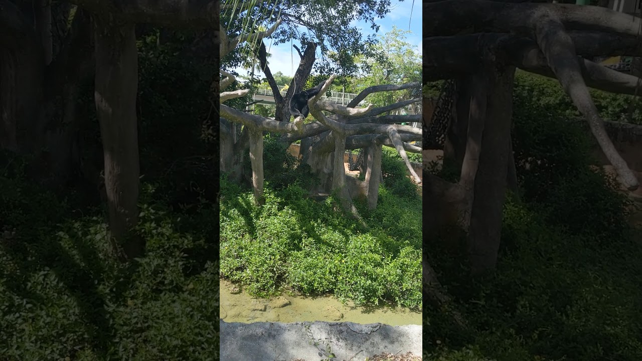Siamangs singing at Zoo Miami