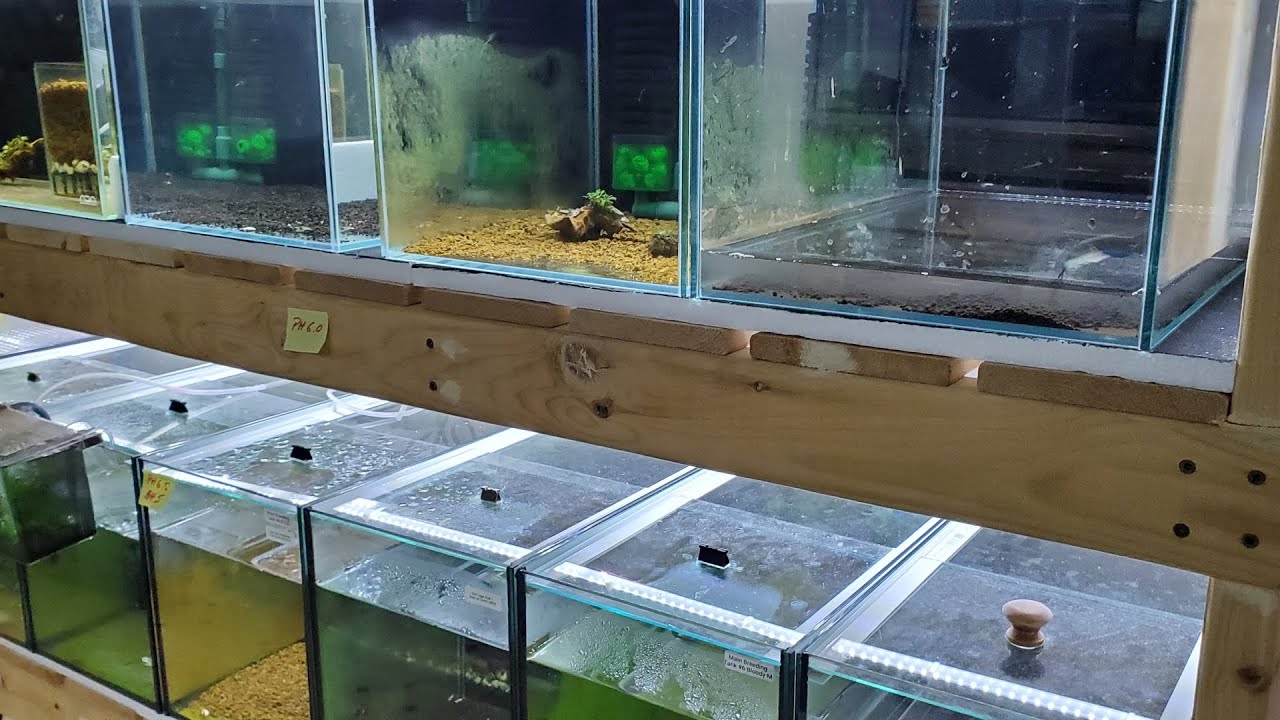 Pros and Cons Three Types Shrimp Tank Setup
